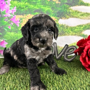 Goldendoodle Puppy Amber
