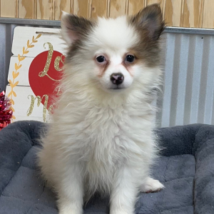 Pomeranian Puppy Harper