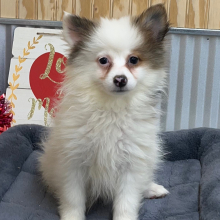 Pomeranian Puppy Harper