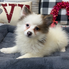 Pomeranian Puppy Harper