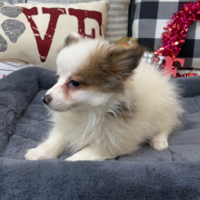 Pomeranian Puppy Harper