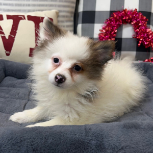 Pomeranian Puppy Harper