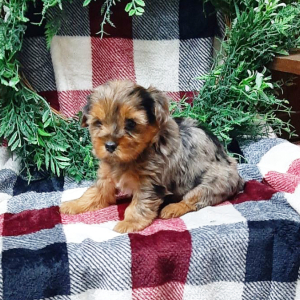 Yorkshire Terrier Puppy Coco