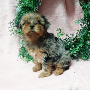 Yorkshire Terrier Puppy Coco