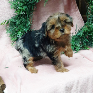 Yorkshire Terrier Puppy Coco