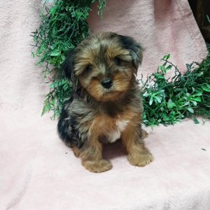 Yorkshire Terrier Puppy Coco