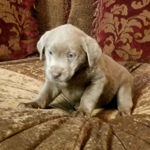 Labrador Retriever Puppy Ashley