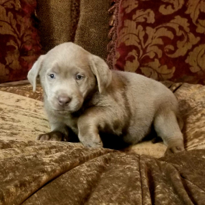 Labrador Retriever Puppy Ashley