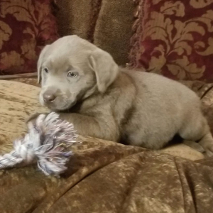 Labrador Retriever Puppy Ashley