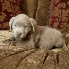 Labrador Retriever Puppy Ashley