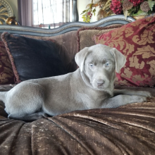 Labrador Retriever Puppy Ashley
