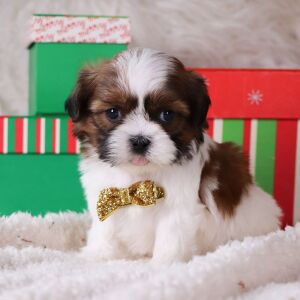 Shih Tzu Puppy Griffin