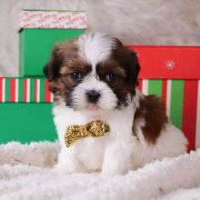Shih Tzu Puppy Griffin