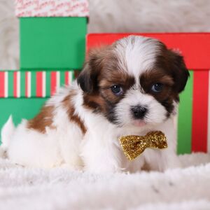 Shih Tzu Puppy Griffin