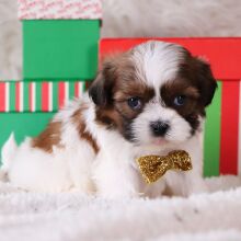 Shih Tzu Puppy Griffin
