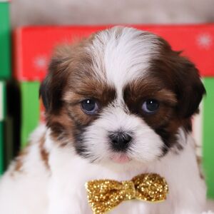 Shih Tzu Puppy Griffin