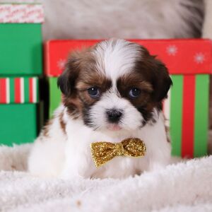 Shih Tzu Puppy Griffin