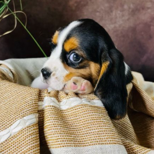 Beagalier Puppy Belle