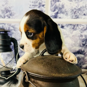 Beagalier Puppy Belle