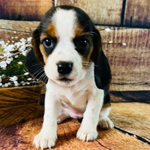 Beagalier Puppy Belle
