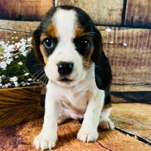 Beagalier Puppy Belle