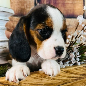 Beagalier Puppy Belle