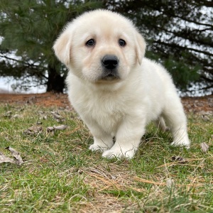 Labrador Retriever Puppy Eagon
