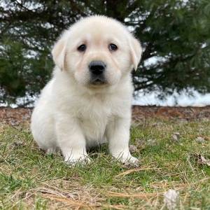 Labrador Retriever Puppy Eagon