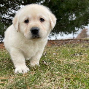 Labrador Retriever Puppy Eagon