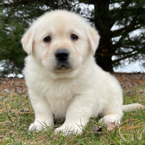 Labrador Retriever Puppy Eagon
