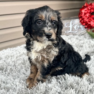 Goldendoodle Puppy Finnley
