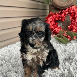 Goldendoodle Puppy Finnley