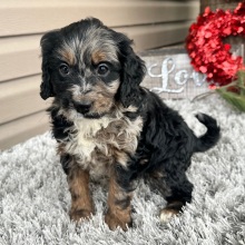 Goldendoodle Puppy Finnley