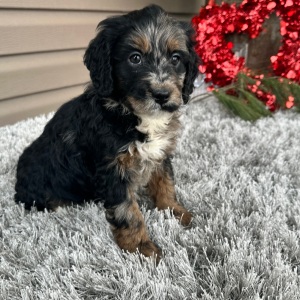 Goldendoodle Puppy Finnley