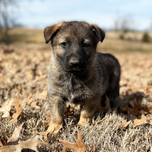German Shepherd Dog Puppy Max