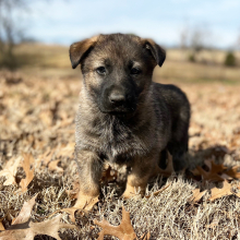 German Shepherd Dog Puppy Max