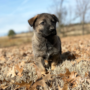 German Shepherd Dog Puppy Max