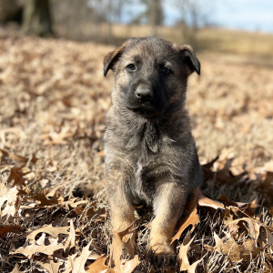 German Shepherd Dog Puppy Max