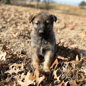 German Shepherd Dog Puppy Max