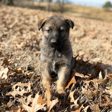 German Shepherd Dog Puppy Max