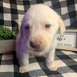 Labrador Retriever Puppy AJ