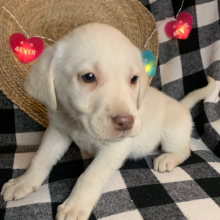 Labrador Retriever Puppy AJ