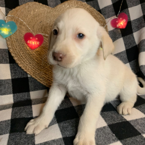 Labrador Retriever Puppy AJ