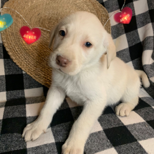 Labrador Retriever Puppy AJ