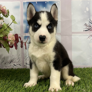 Siberian Husky Puppy Vera
