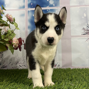 Siberian Husky Puppy Vera