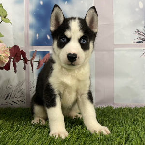 Siberian Husky Puppy Vera