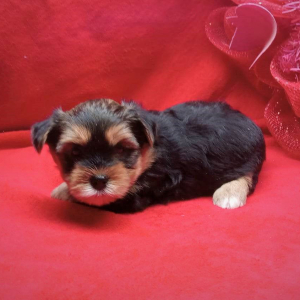 Biewer Terrier Puppy Roxy