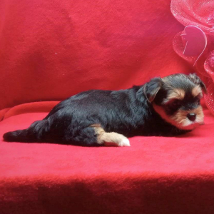 Biewer Terrier Puppy Roxy