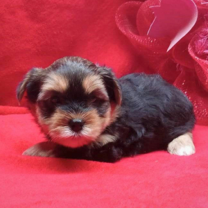 Biewer Terrier Puppy Roxy